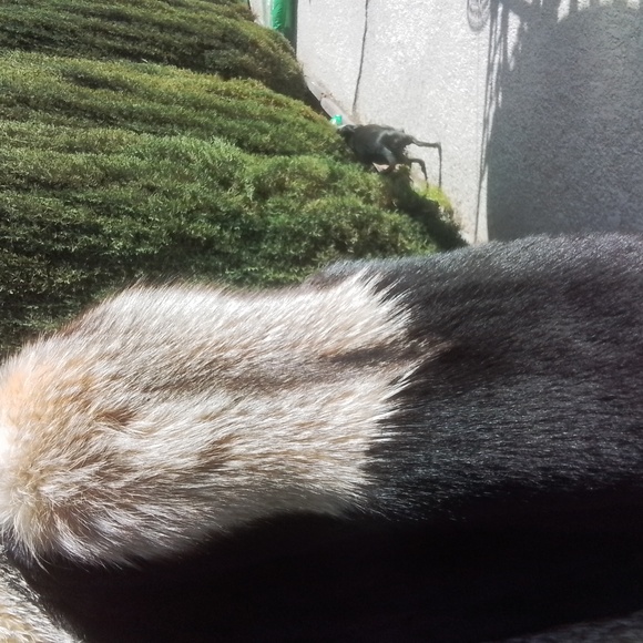 Custom Abrahamsons Mink And Fox Coat Not Off the Rack - Picture 7 of 15